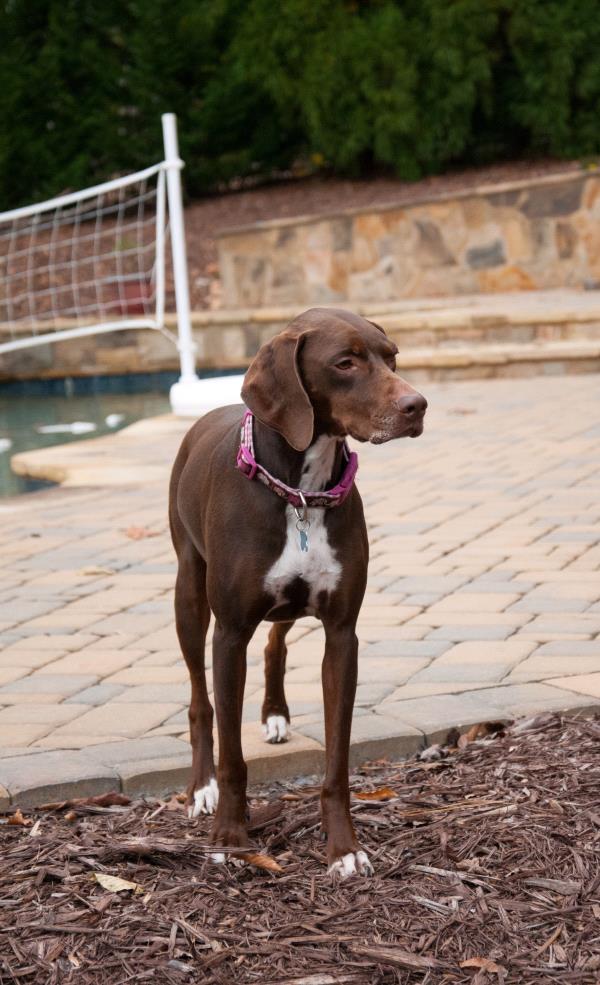 /Images/uploads/Southeast German Shorthaired Pointer Rescue/segspcalendarcontest2018/entries/9061thumb.jpg